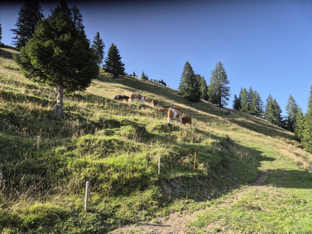 IMG-20250811-WA0006